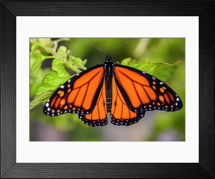Framed Print : Monarch (Danaus plexippus) Newly emerged adult male, Greater Sudbury, Ontario, Canada Framed Print : Monarch (Danaus plexippus) Newly emerged adult male, Greater Sudbury, Ontario, Canada