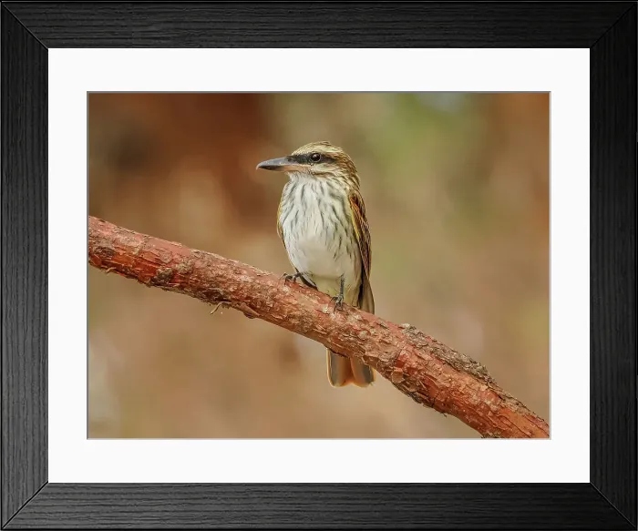 Framed Print : Streaked Flycatcher (Myiodynastes maculatus), Orotino, Alajuela, Costa Rica Framed Print : Streaked Flycatcher (Myiodynastes maculatus), Orotino, Alajuela, Costa Rica