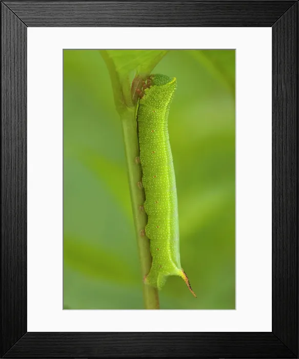 Framed Print : Hummingbird moth, Hemaris thysbe. Caterpillar, Lively, Ontario, Canada Framed Print : Hummingbird moth, Hemaris thysbe. Caterpillar, Lively, Ontario, Canada