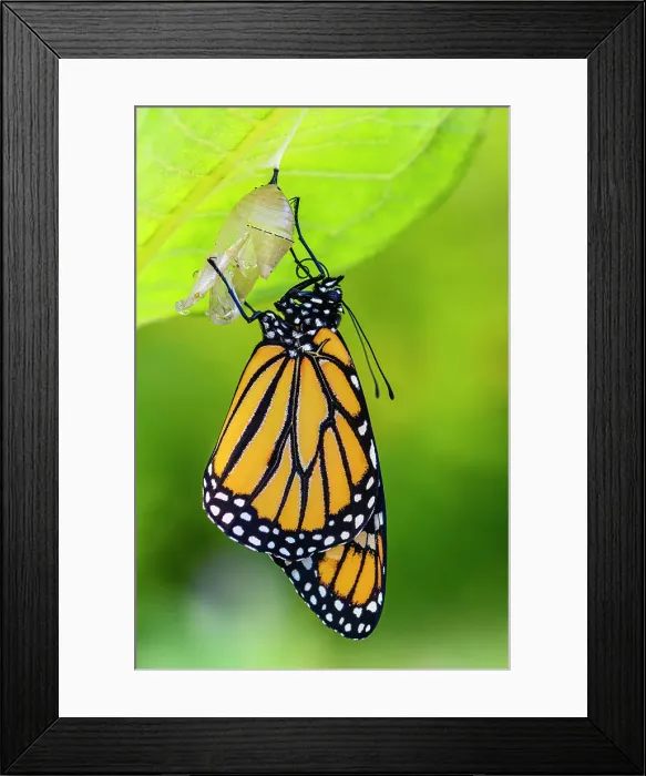 Framed Print : Monarch (Danaus plexippus) Newly emerged adult inflating and drying wings, Greater Sudbury, Ontario, Canada Framed Print : Monarch (Danaus plexippus) Newly emerged adult inflating and drying wings, Greater Sudbury, Ontario, Canada