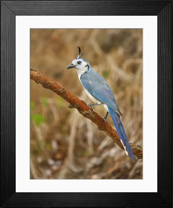 Framed Print : White-Throated Magpie-Jay (Caloccita formosa), Orotino, Alajuela, Costa Rica Framed Print : White-Throated Magpie-Jay (Caloccita formosa), Orotino, Alajuela, Costa Rica