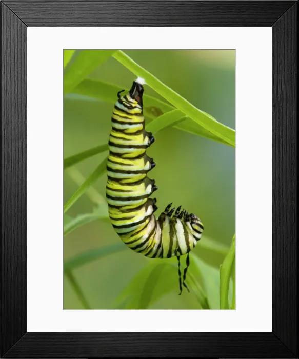 Framed Print : Monarch butterfly, Danaus plexippus. Caterpillar in J position about to trtansform to chrysallis stage, Lively, Ontario, Canada Framed Print : Monarch butterfly, Danaus plexippus. Caterpillar in J position about to trtansform to chrysallis stage, Lively, Ontario, Canada