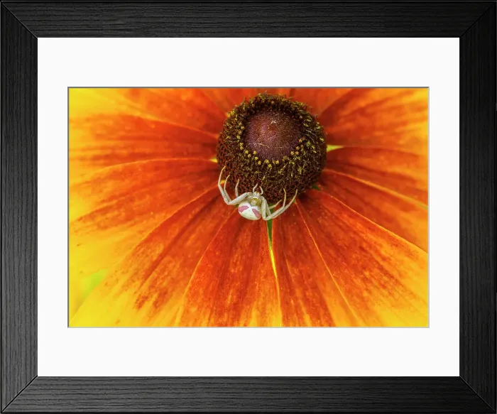 Framed Print : Goldenrod spider (wite phase) on a rudbeckia flower, Greater Sudbury, Ontario, Canada