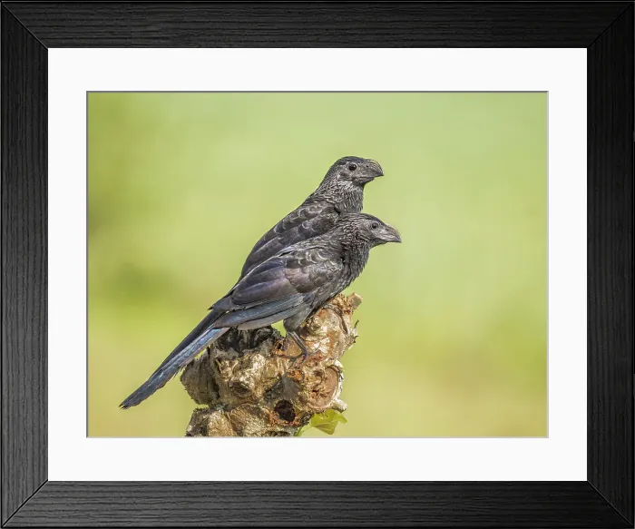 Framed Print : Groove-billed Ani (Crotophaga sulcirostris), Orotino, Alajuela, Costa Rica Framed Print : Groove-billed Ani (Crotophaga sulcirostris), Orotino, Alajuela, Costa Rica