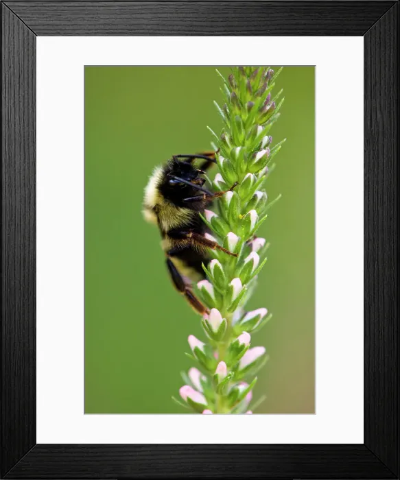 Framed Print : Bumblebee (Bombus spp.). Foraging on Spiked Speedwell flowers in garden, Lively, Ontario, Canada Framed Print : Bumblebee (Bombus spp.). Foraging on Spiked Speedwell flowers in garden, Lively, Ontario, Canada