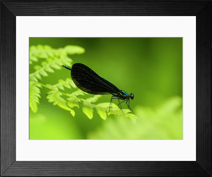 Framed Print : Ebony jewelwing (Calopteryx maculata) Male, Greater Sudbury, Ontario, Canada Framed Print : Ebony jewelwing (Calopteryx maculata) Male, Greater Sudbury, Ontario, Canada