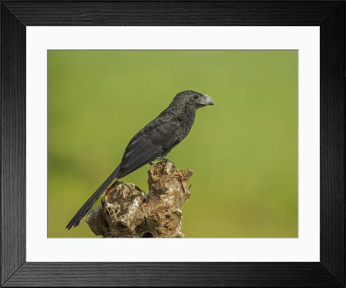 Framed Print : Groove-billed Ani (Crotophaga sulcirostris), Orotino, Alajuela, Costa Rica Framed Print : Groove-billed Ani (Crotophaga sulcirostris), Orotino, Alajuela, Costa Rica