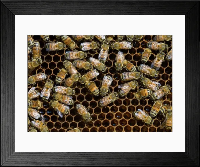 Framed Print : Western honeybee (Apis mellifera)- worker bees and brood chambers, Sudbury, Ontario, Canada Framed Print : Western honeybee (Apis mellifera)- worker bees and brood chambers, Sudbury, Ontario, Canada
