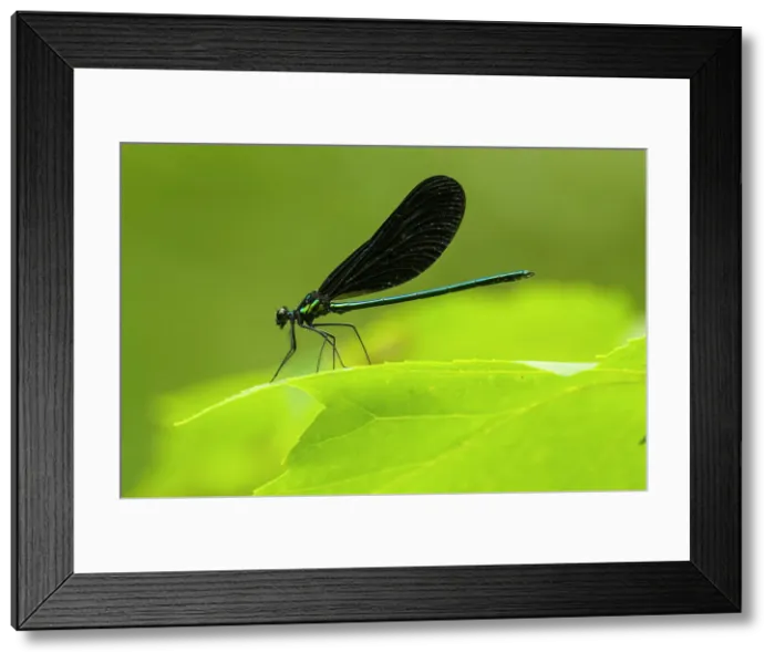 Framed Print : Ebony jewelwing (Calopteryx maculata) Male, Greater Sudbury, Ontario, Canada Framed Print : Ebony jewelwing (Calopteryx maculata) Male, Greater Sudbury, Ontario, Canada