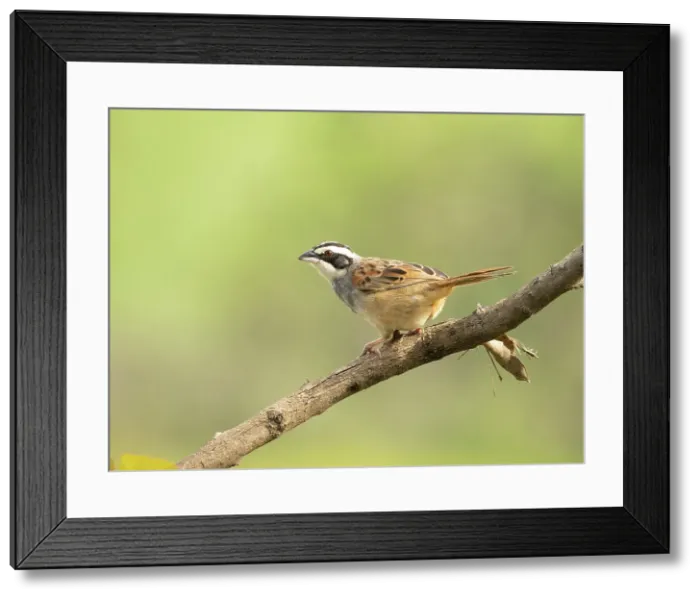 Framed Print : Stripe-headed Sparrow (Peucaea ruficauda), Costa Rica Framed Print : Stripe-headed Sparrow (Peucaea ruficauda), Costa Rica