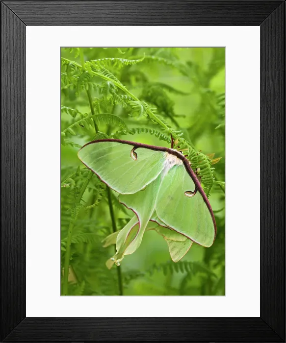 Framed Print : Luna moth (Actias luna) Mating pair among hay-scented ferns, Lively, Ontario, Canada Framed Print : Luna moth (Actias luna) Mating pair among hay-scented ferns, Lively, Ontario, Canada