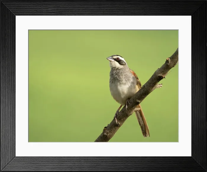 Framed Print : Stripe-headed Sparrow (Peucaea ruficauda), Costa Rica Framed Print : Stripe-headed Sparrow (Peucaea ruficauda), Costa Rica