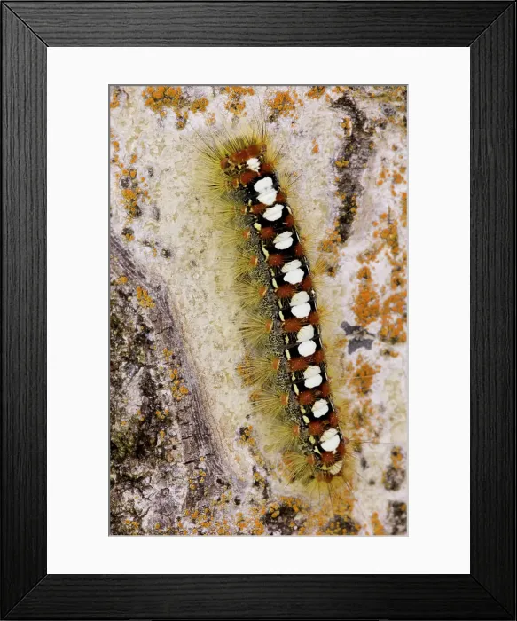 Framed Print : Satin Moth (Leucoma salicis) Caterpillar on aspen tree bark, Lively, Ontario, Canada Framed Print : Satin Moth (Leucoma salicis) Caterpillar on aspen tree bark, Lively, Ontario, Canada