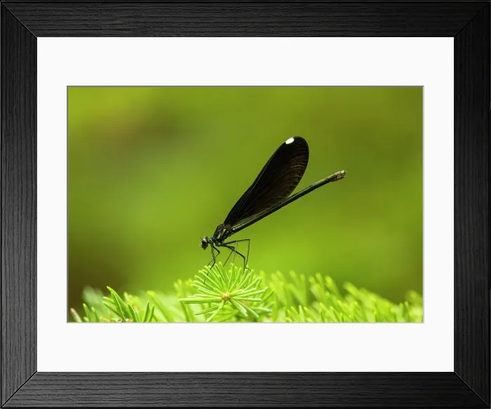 Framed Print : Ebony jewelwing (Calopteryx maculata) Female, Greater Sudbury, Ontario, Canada Framed Print : Ebony jewelwing (Calopteryx maculata) Female, Greater Sudbury, Ontario, Canada