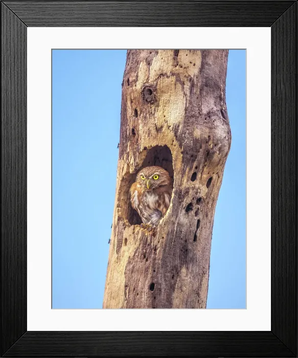 Framed Print : Ferruginous Pygmy-Owl (Glaucidium brasilianum), Orotino, Alajuela, Costa Rica Framed Print : Ferruginous Pygmy-Owl (Glaucidium brasilianum), Orotino, Alajuela, Costa Rica