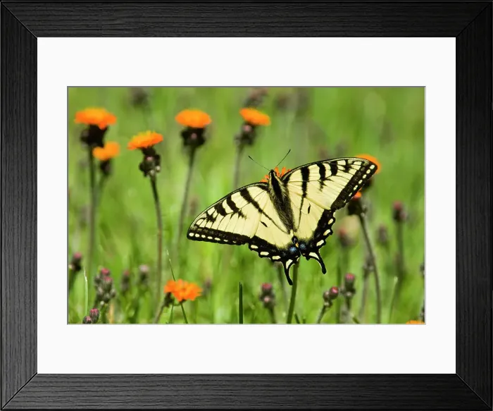 Framed Print : Canadian tiger swallowtail (Papilio canadensis) perched and nectaring on orange hawkweed, Lively, Ontario, Canada Framed Print : Canadian tiger swallowtail (Papilio canadensis) perched and nectaring on orange hawkweed, Lively, Ontario, Canada