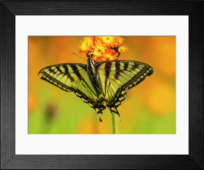 Framed Print : Canadian tiger swallowtail (Papilio Canadensis), Greater Sudbury, Ontario, Canada Framed Print : Canadian tiger swallowtail (Papilio Canadensis), Greater Sudbury, Ontario, Canada