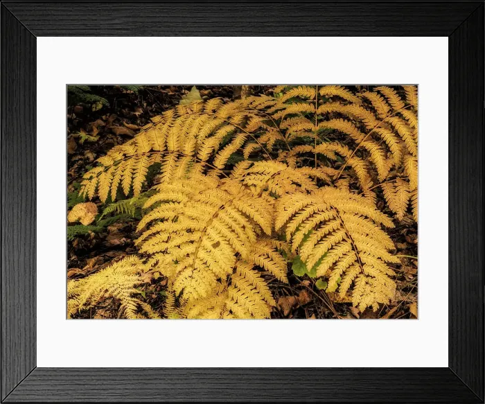 Framed Print : Interrupted Fern (Osmunda claytoniana) in Autumn, Muskoka, Ontario, Canada