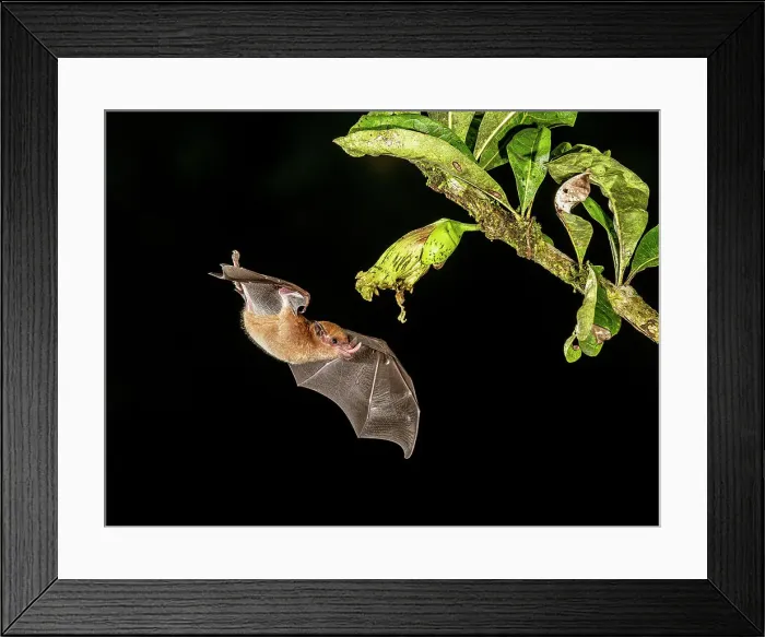 Framed Print : Orange Nectar Bat (Lonchophylla robusta), Boca Tapada, Costa Rica Framed Print : Orange Nectar Bat (Lonchophylla robusta), Boca Tapada, Costa Rica