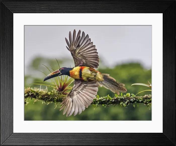 Framed Print : Collared Aracari (Pteroglossus torquatus), Boca Tapada, Costa Rica Framed Print : Collared Aracari (Pteroglossus torquatus), Boca Tapada, Costa Rica