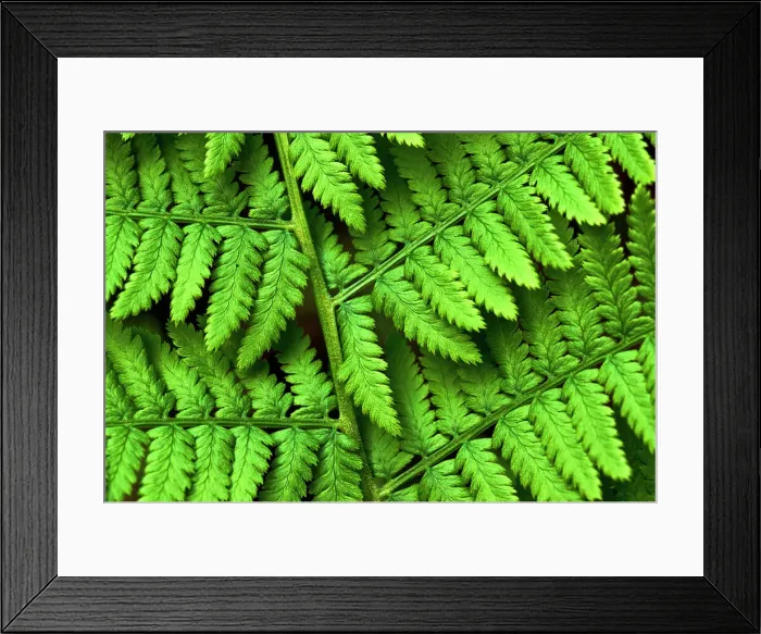 Framed Print : Fern frond, Muskoka, Ontario, Canada Framed Print : Fern frond, Muskoka, Ontario, Canada