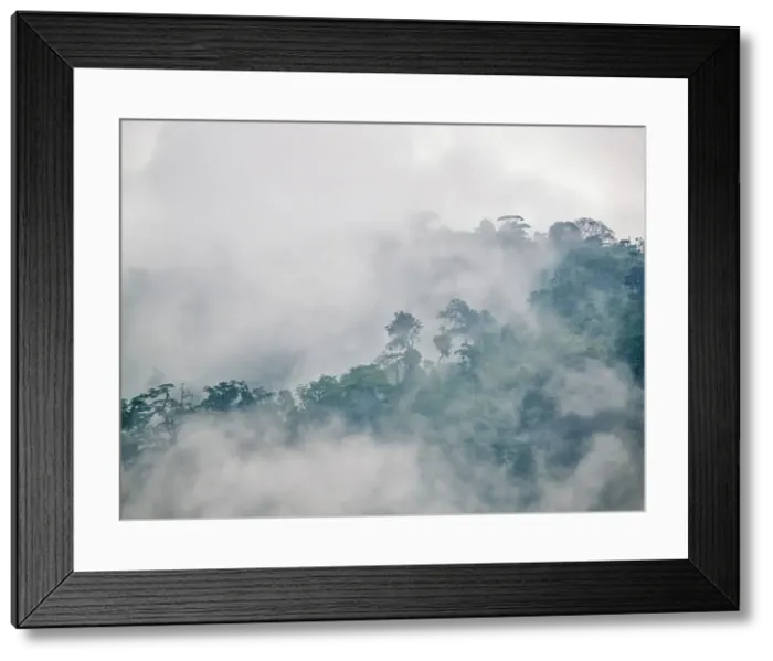 Framed Print : Lowland Caribbean Rainforest shrouded in fog near Boca Tapada, Costa Rica Framed Print : Lowland Caribbean Rainforest shrouded in fog near Boca Tapada, Costa Rica