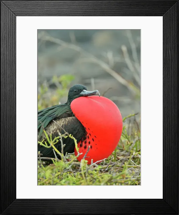 Framed Print : Magnificent Frigatebird (Fregata magnificens), Galapagos Islands National Park, North Seymore Island, Ecuador Framed Print : Magnificent Frigatebird (Fregata magnificens), Galapagos Islands National Park, North Seymore Island, Ecuador