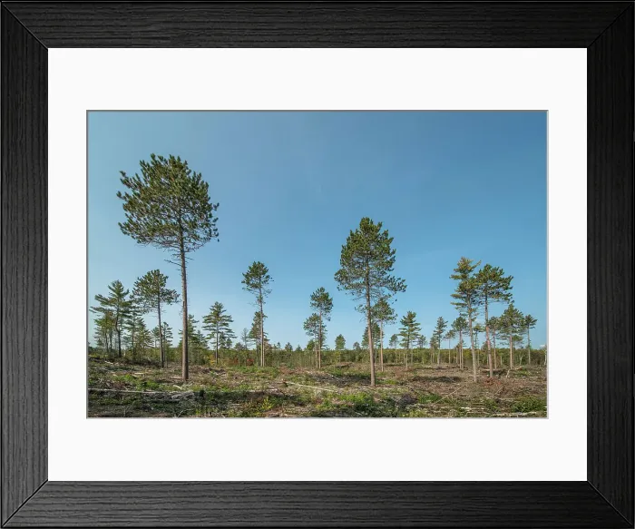 Framed Print : Clear cut logging in Algonquin Provincial Park, Ontario, Canada