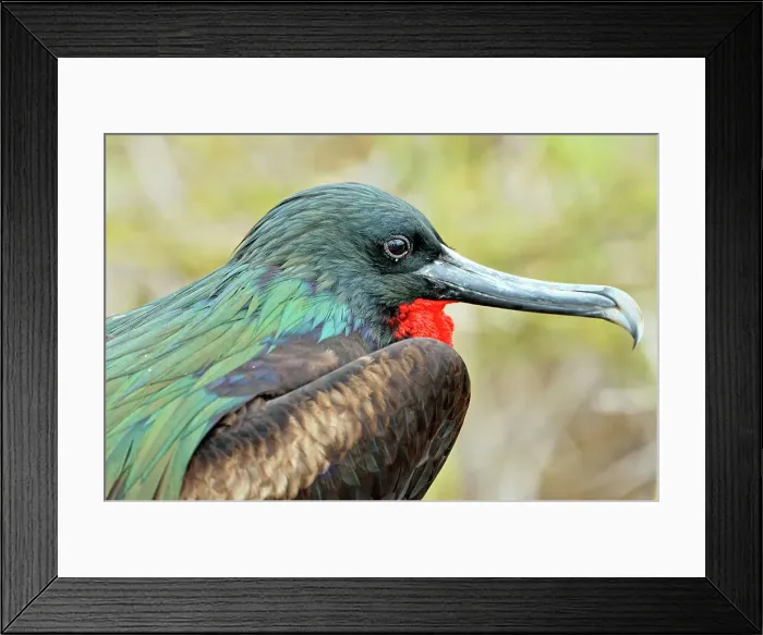 Framed Print : Magnificent Frigatebird (Fregata magnificens), Galapagos Islands National Park, North Seymore Island, Ecuador Framed Print : Magnificent Frigatebird (Fregata magnificens), Galapagos Islands National Park, North Seymore Island, Ecuador