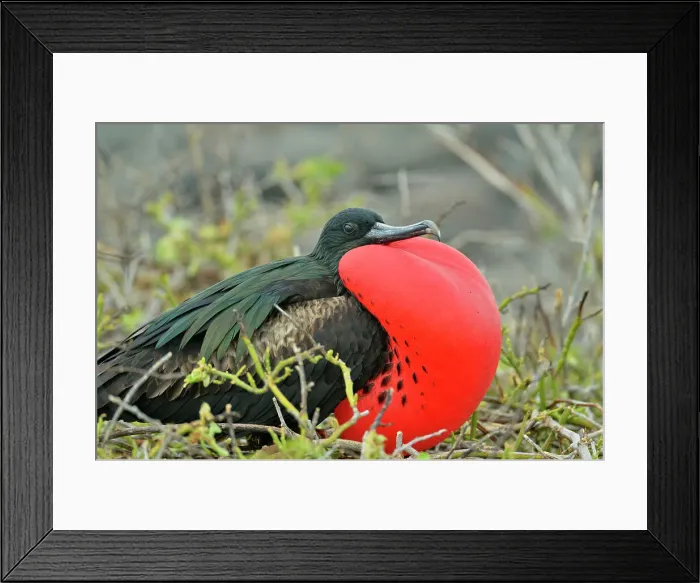 Framed Print : Magnificent Frigatebird (Fregata magnificens), Galapagos Islands National Park, North Seymore Island, Ecuador Framed Print : Magnificent Frigatebird (Fregata magnificens), Galapagos Islands National Park, North Seymore Island, Ecuador