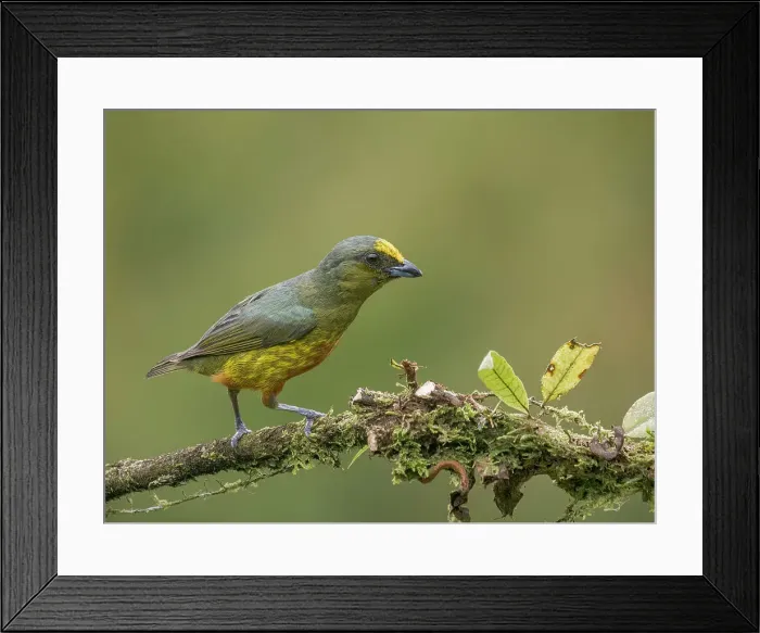 Framed Print : Olive-backed Euphonia (Euphonia gouldi), Boca Tapada, Costa Rica Framed Print : Olive-backed Euphonia (Euphonia gouldi), Boca Tapada, Costa Rica