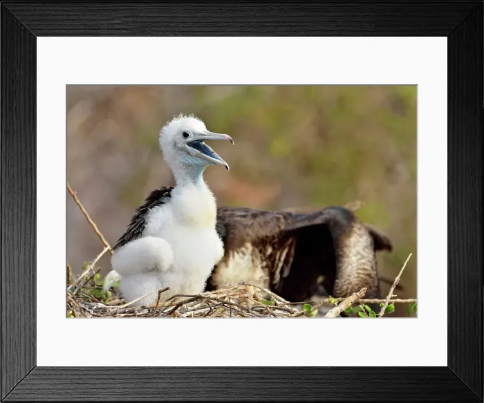 Framed Print : Magnificent Frigatebird (Fregata magnificens) Fledgling with mother, Galapagos Islands National Park, North Seymore Island, Ecuador Framed Print : Magnificent Frigatebird (Fregata magnificens) Fledgling with mother, Galapagos Islands National Park, North Seymore Island, Ecuador