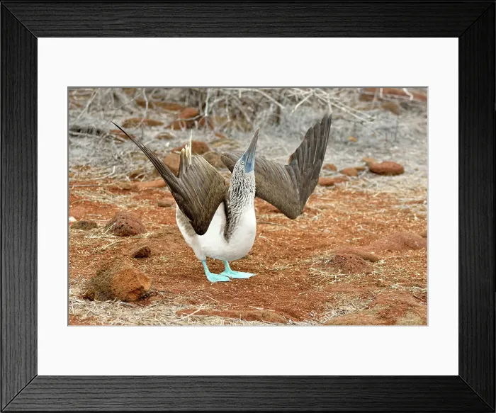 Framed Print : Blue-footed Booby (Sula nebouxii), Galapagos Islands National Park, North Seymore Is. Ecuador Framed Print : Blue-footed Booby (Sula nebouxii), Galapagos Islands National Park, North Seymore Is. Ecuador
