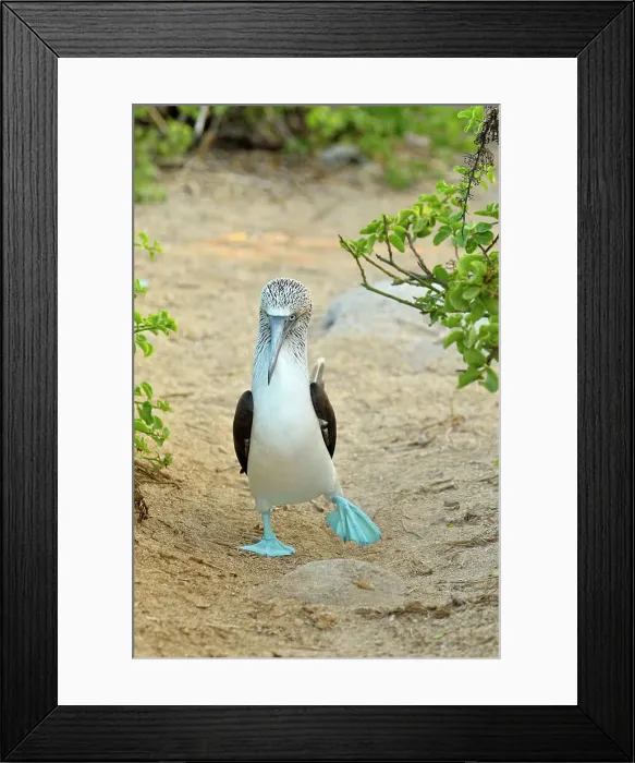 Framed Print : Blue-footed Booby (Sula nebouxii) Courtship ritual, courting, Galapagos Islands National Park, San Cristobal, Lobos Island, Ecuador Framed Print : Blue-footed Booby (Sula nebouxii) Courtship ritual, courting, Galapagos Islands National Park, San Cristobal, Lobos Island, Ecuador