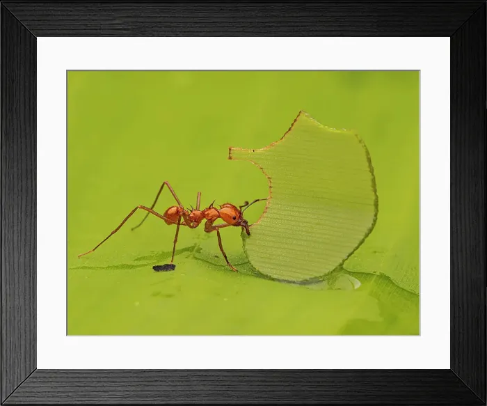 Framed Print : Leafcutter Ant, Turrialba, Costa Rica Framed Print : Leafcutter Ant, Turrialba, Costa Rica