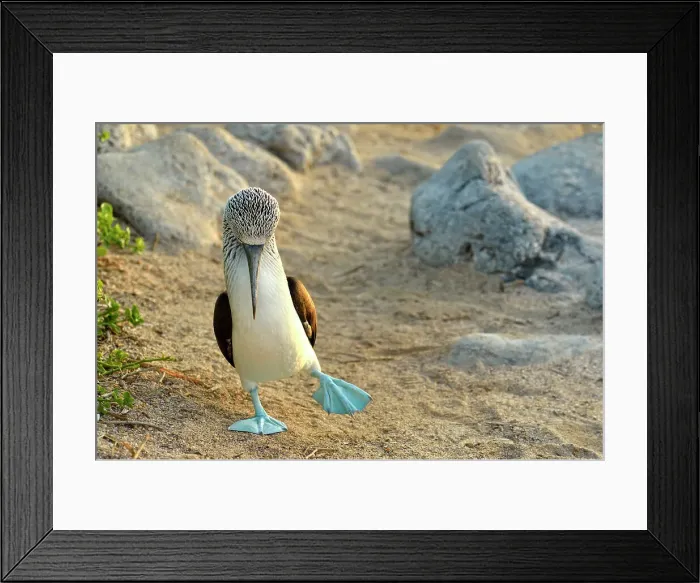 Framed Print : Blue-footed Booby (Sula nebouxii) Courtship ritual, courting, Galapagos Islands National Park, San Cristobal, Lobos Island, Ecuador Framed Print : Blue-footed Booby (Sula nebouxii) Courtship ritual, courting, Galapagos Islands National Park, San Cristobal, Lobos Island, Ecuador