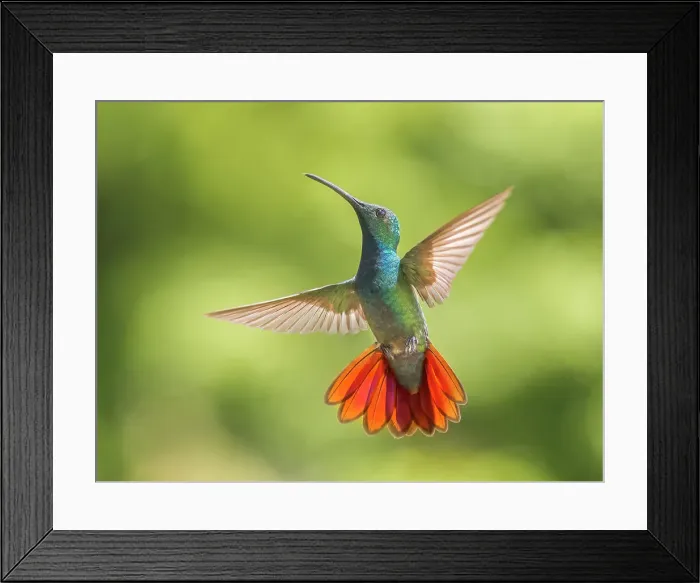Framed Print : Green-breasted Mango male (Anthracothorax prevostii), Turrialba, Costa Rica