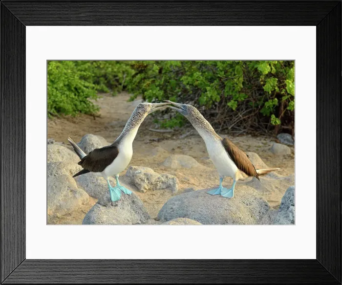 Framed Print : Blue-footed Booby (Sula nebouxii) Courtship ritual, courting, Galapagos Islands National Park, San Cristobal, Lobos Island, Ecuador Framed Print : Blue-footed Booby (Sula nebouxii) Courtship ritual, courting, Galapagos Islands National Park, San Cristobal, Lobos Island, Ecuador