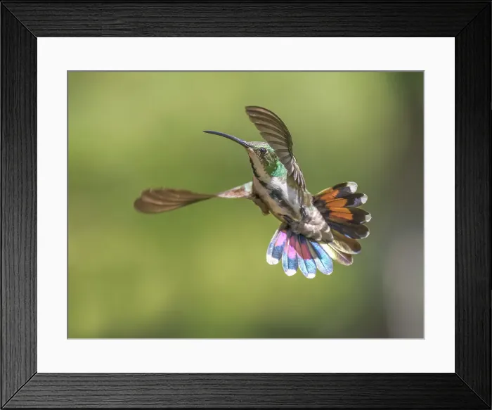 Framed Print : Green-breasted Mango female (Anthracothorax prevostii), Turrialba, Costa Rica Framed Print : Green-breasted Mango female (Anthracothorax prevostii), Turrialba, Costa Rica