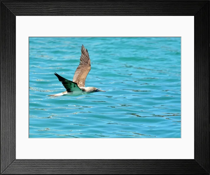Framed Print : Blue-footed Booby (Sula nebouxii) In flight, fishing, Puerto Baquerizo Moreno, San Cristobal Island, Ecuador Framed Print : Blue-footed Booby (Sula nebouxii) In flight, fishing, Puerto Baquerizo Moreno, San Cristobal Island, Ecuador