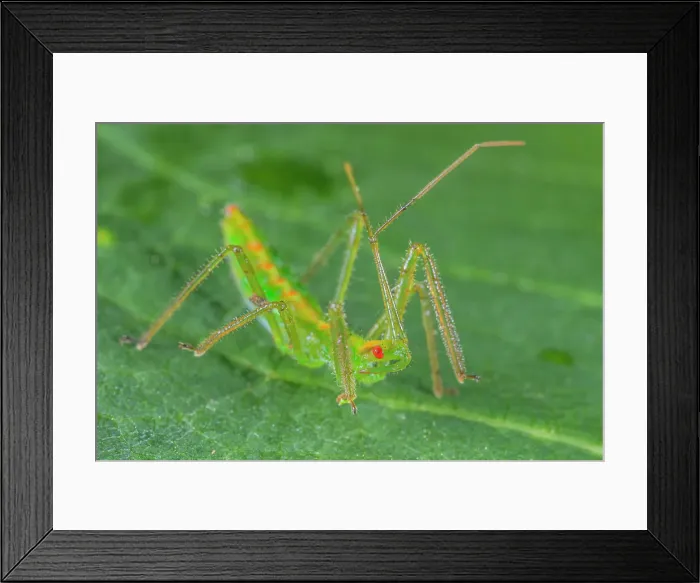 Framed Print : Assassin Bug nymph, Ontario, Canada Framed Print : Assassin Bug nymph, Ontario, Canada
