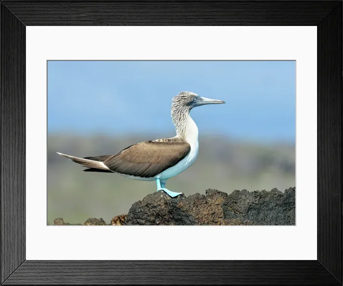 Framed Print : Blue-footed Booby (Sula nebouxii) Roosting, displaying, Galapagos Islands National Park, San Cristobal, Lobos Island, Ecuador Framed Print : Blue-footed Booby (Sula nebouxii) Roosting, displaying, Galapagos Islands National Park, San Cristobal, Lobos Island, Ecuador