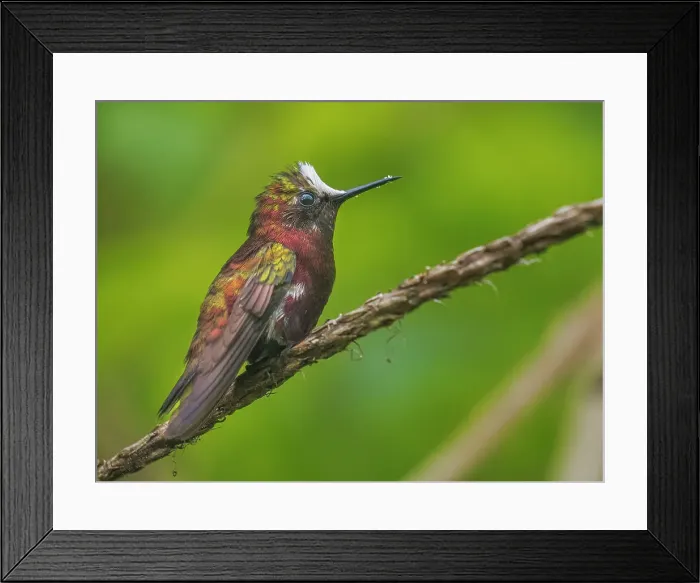 Framed Print : Snowcap (Microchera albocoronata), Turrialba, Costa Rica Framed Print : Snowcap (Microchera albocoronata), Turrialba, Costa Rica