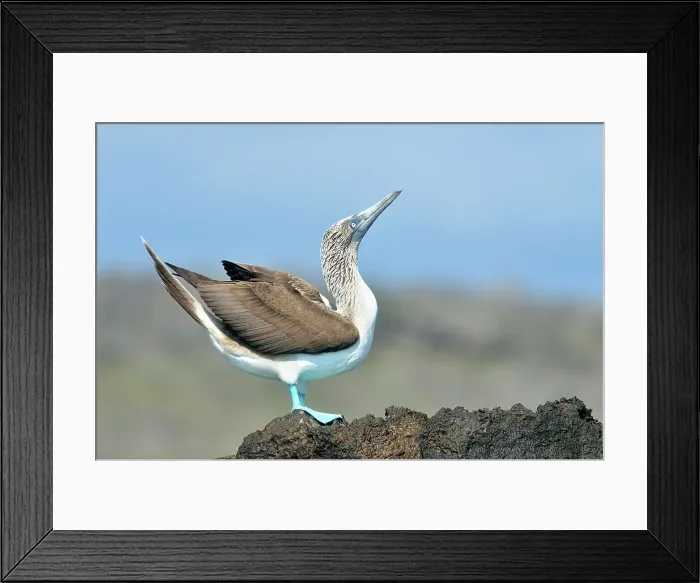 Framed Print : Blue-footed Booby (Sula nebouxii) Roosting, displaying, Galapagos Islands National Park, San Cristobal, Lobos Island, Ecuador Framed Print : Blue-footed Booby (Sula nebouxii) Roosting, displaying, Galapagos Islands National Park, San Cristobal, Lobos Island, Ecuador