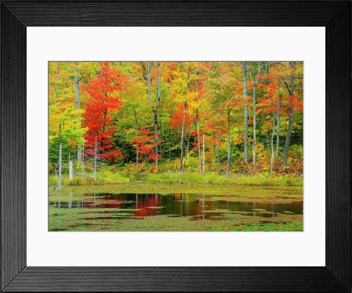 Framed Print : Autumn colour and reflections at woodland pond in Muskoka, Ontario, Canada Framed Print : Autumn colour and reflections at woodland pond in Muskoka, Ontario, Canada