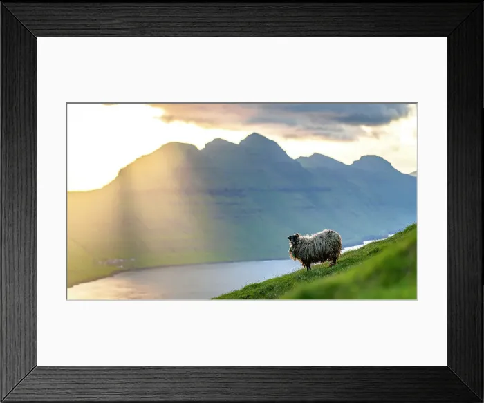 Framed Print : Isolated sheep on cliffs at sunset, Klaksvik, Bordoy island, Faroe Islands Framed Print : Isolated sheep on cliffs at sunset, Klaksvik, Bordoy island, Faroe Islands