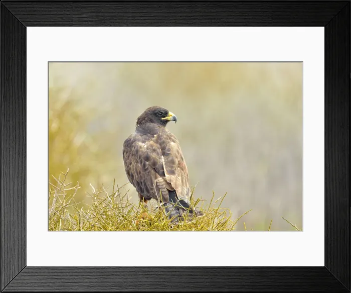 Framed Print : Galapagos Hawk Buteo galapagoensis, Galapagos Islands National Park, Espanola (Hood) Island, Punta Suarez, Ecuador Framed Print : Galapagos Hawk Buteo galapagoensis, Galapagos Islands National Park, Espanola (Hood) Island, Punta Suarez, Ecuador