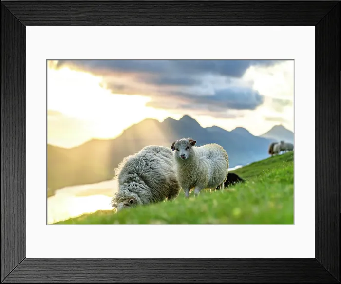 Framed Print : Cute sheep at sunset, Klaksvik, Bordoy island, Faroe Islands Framed Print : Cute sheep at sunset, Klaksvik, Bordoy island, Faroe Islands