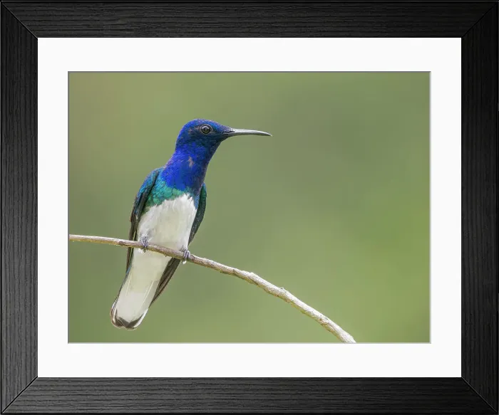 Framed Print : White-necked Jacobin (Florisuga mellivora), Turrialba, Costa Rica Framed Print : White-necked Jacobin (Florisuga mellivora), Turrialba, Costa Rica