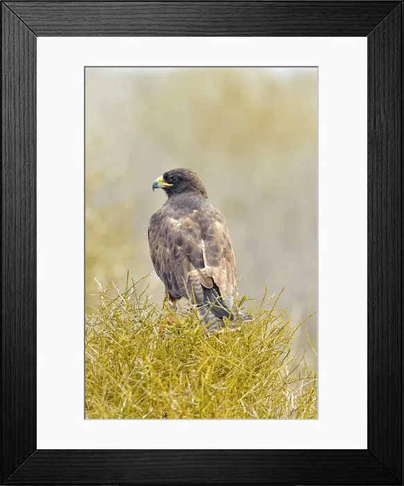 Framed Print : Galapagos Hawk Buteo galapagoensis, Galapagos Islands National Park, Espanola (Hood) Island, Punta Suarez, Ecuador Framed Print : Galapagos Hawk Buteo galapagoensis, Galapagos Islands National Park, Espanola (Hood) Island, Punta Suarez, Ecuador